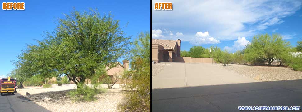 Before & After, removal of a Mesquite tree infected with Mistletoe in Scottsdale, 85255