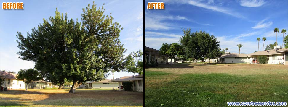 Before & After, removal of a Carob tree in Sun City, 85351