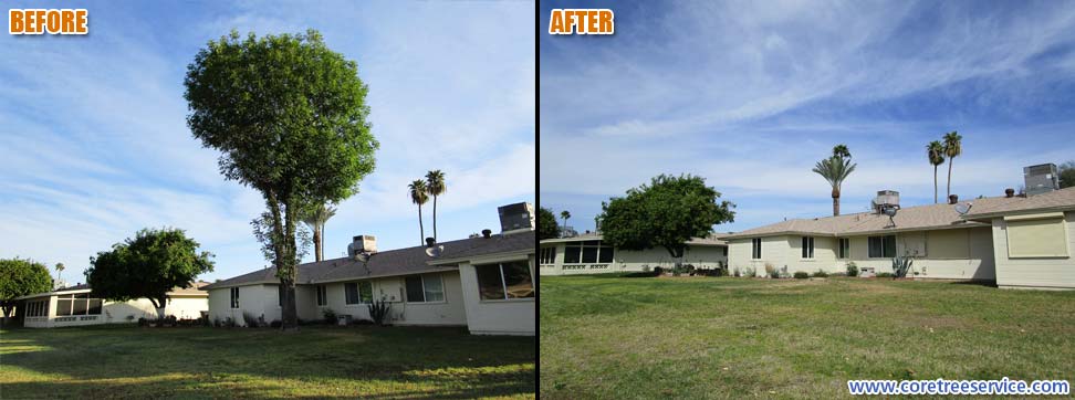 Before & After, removal of a tall Ash tree in Sun City, 85351