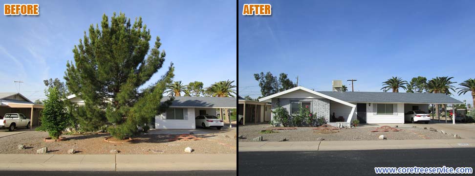 Before & After, removal of a Pine Tree in Sun City, 85351