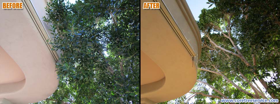 Before & After, trimming multiple Ficus and other trees in Ahwatukee, 85048
