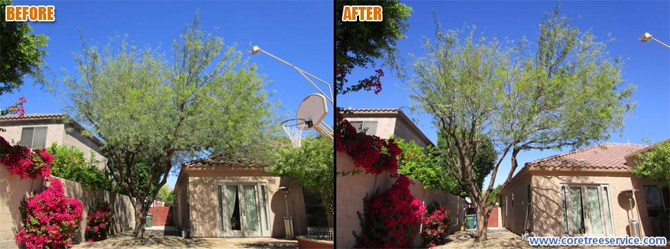 Before & After, trimming a Mesquite tree in Ahwatukee, 85045