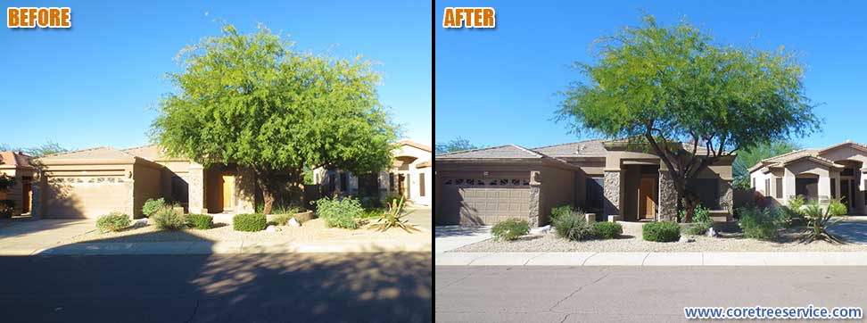 Before & After, trimming an overgrown Mesquite tree in Desert Ridge, 85054
