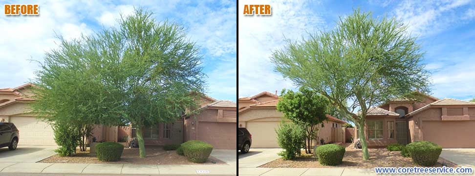 Before & After, Palo Brea Tree in Desert Ridge, 85050