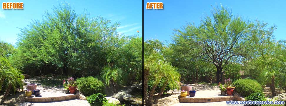 Before & After, Mesquite tree in Desert Ridge, 85050