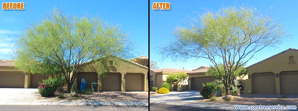 Before & After, Acacia tree in Desert Ridge, 85050