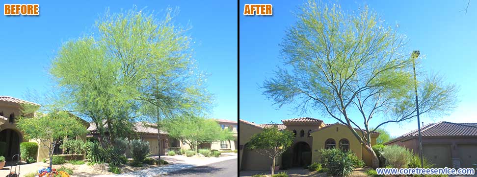 Before & After, Palo Verde tree in Desert Ridge, 85050