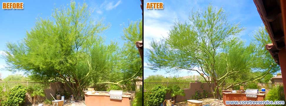 Before & After, Acacia tree in Desert Ridge, 85050