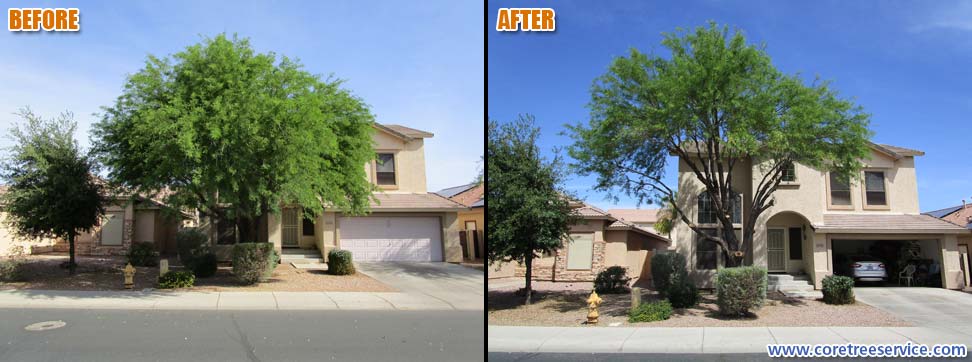 Before & After, trimming overgrown Mesquite in El Mirage, 85335