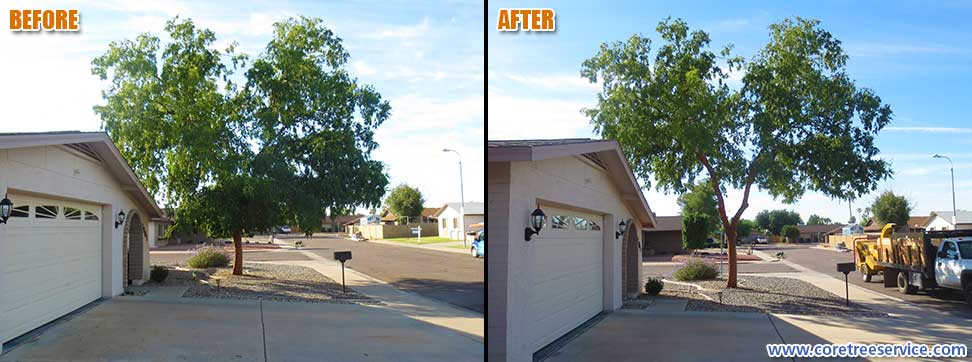 Before & After, trimming a Chinese Elm tree in Glendale, 85302