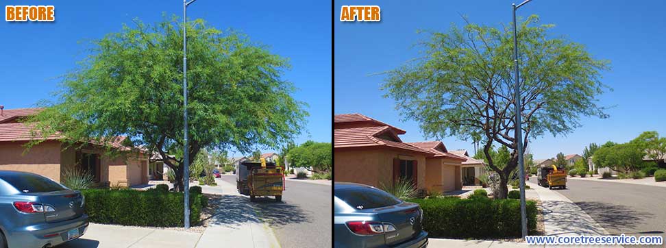 Before & After, trimming a Mesquite tree in Glendale, 85308