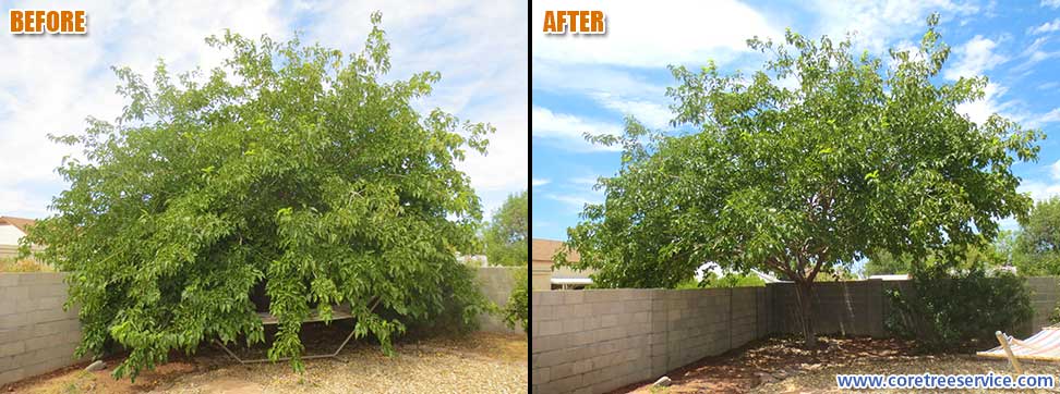Before & After, trimming a Mulberry tree in Glendale, 85308
