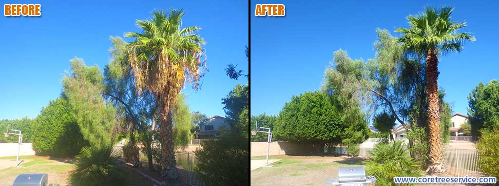 Before & After, trimming 2 Fan Palms a Willow Acacia and Ficus Tree in Glendale, 85308