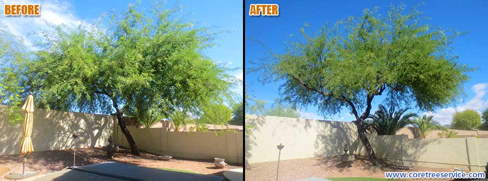 Before & After, trimming a Mesquite Tree in Glendale, 85308