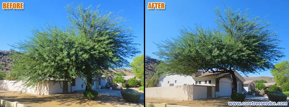 Before & After, trimming a large Mesquite Tree growing onto a home in Glendale, 85310