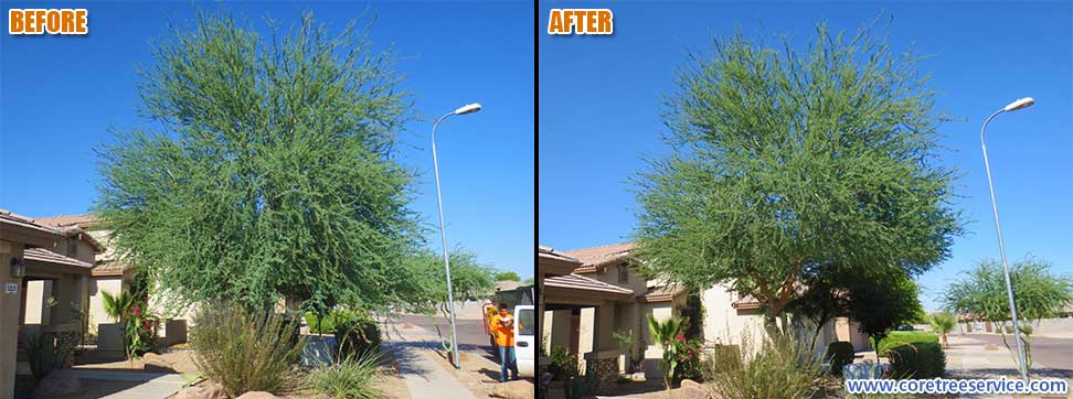 Before & After, trimming a Palo Brea tree in Laveen, 85339