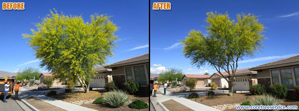 Before & After, trimming a native Blue Palo Verde, 85340