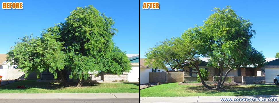 Before & After, trimming a Mesquite tree in Phoenix, 85053