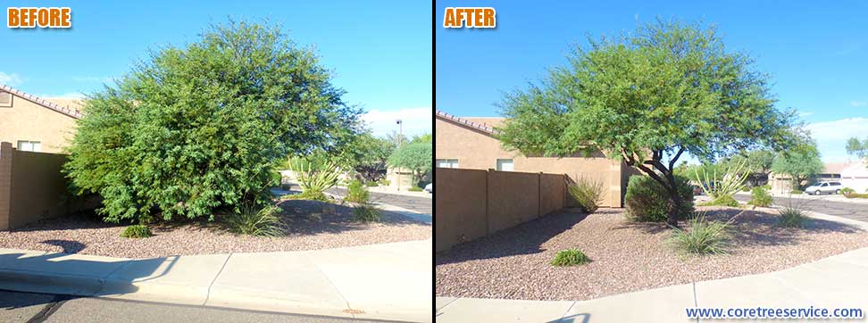 Before & After, trimming a Chilean Mesquite Tree in Phoenix, 85083