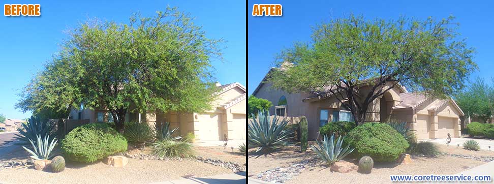 Before & After, trimming & thinng a Mesquite Tree in Phoenix, 85050