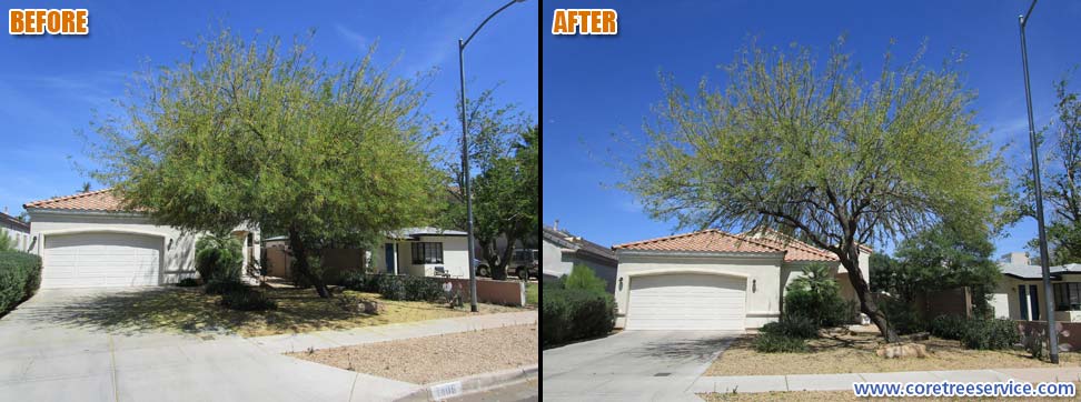 Before & After, trimming & thinning a Mesquite Tree in Phoenix, 85014