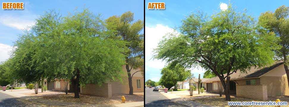 Before & After, Chilean Mesquite tree in Scottsdale, 85260