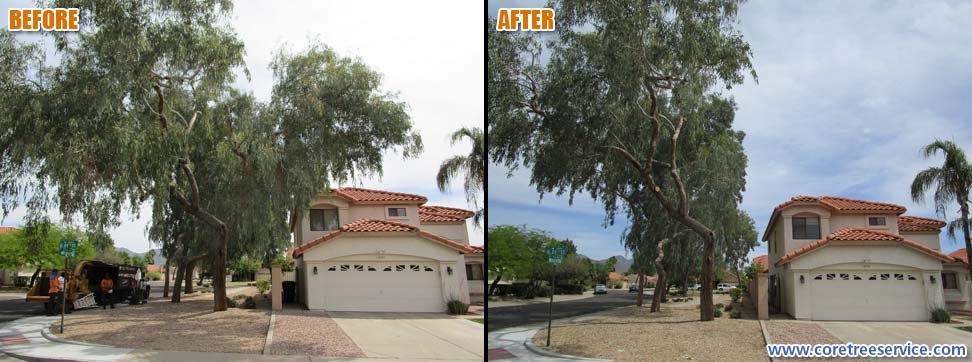 Before & After, trimming 3 Eucalyptus trees for safety reasons in Scottsdale, 85260