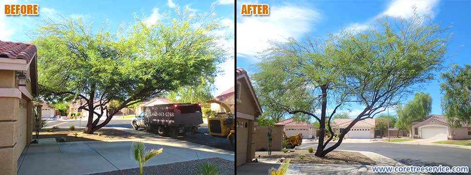 Before & After, trimming a Mesquite in Surprise, 85374