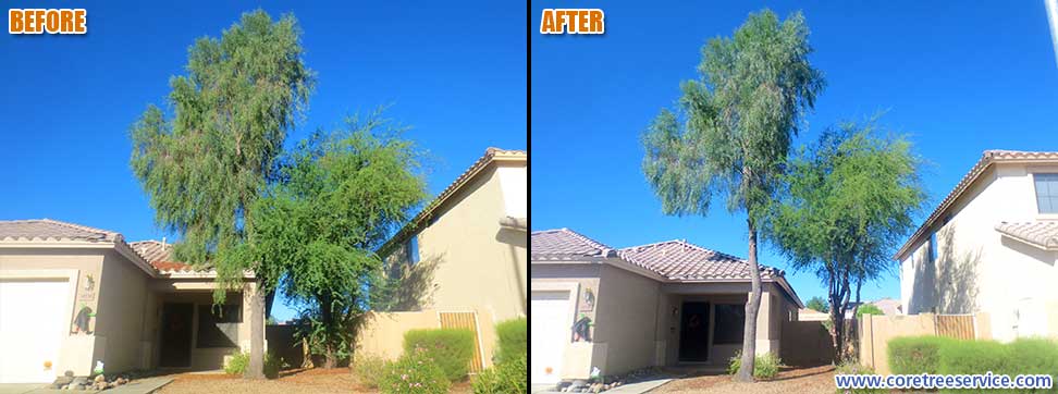 Before & After, trimming 2 Acacia trees in Surprise, 85379