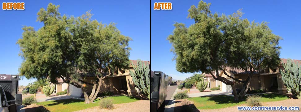 Before & After, Light trimming on an African Sumac tree in Surprise, 85374